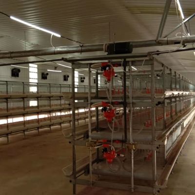 Αυτοματοποιημένο σύστημα σίτισης κοτόπουλων Η ιδανική λύση για τις εκτροφές πουλερικών