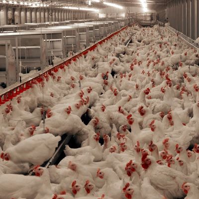Διαρκές σύστημα δαπέδου κρέατος κοτόπουλου με αντοχή στη διάβρωση / πλαστική ύλη