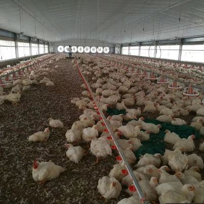 Φθηνή κατασκευή χάλυβα δομή κτίριο κτηνοτροφία κοτόπουλο σπίτι