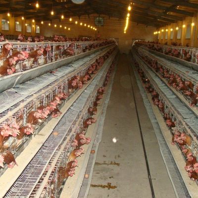 Τύπος Ζυγισμένου Χάλυβα Κλουβί Κοτόπουλου Με Αυτοματοποιημένο Σύστημα Πίεσης / Απομάκρυνσης Σπέρματος