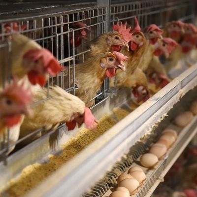 3 στρώσεις ζεστό βουτηγμένο γαλβανισμένο κλουβί κοτόπουλου με αυτόματη τροφή