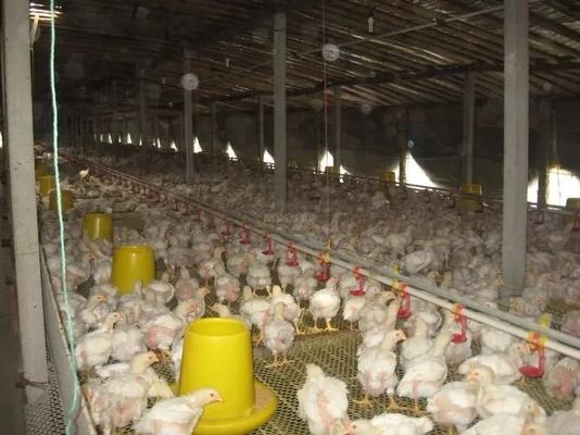 Επαγγελματικό σχεδιασμό Σπίτι εξοπλισμού εκτροφής κοτόπουλων Προσυσκευασμένα κτίρια από χάλυβα