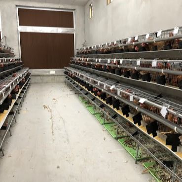 Τύπος Ζυγισμένου Χάλυβα Κλουβί Κοτόπουλου Με Αυτοματοποιημένο Σύστημα Πίεσης / Απομάκρυνσης Σπέρματος