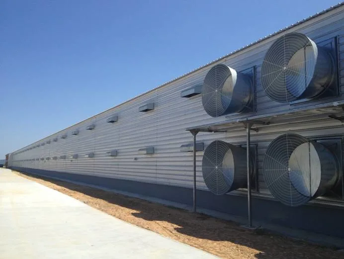 SGS Κτηνοτροφικό Σπίτι Προετοιμασμένο Αυτοματοποιημένο Χάλυβα Φρέμα Κοτόπουλο 4